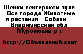 Щенки венгерской пули - Все города Животные и растения » Собаки   . Владимирская обл.,Муромский р-н